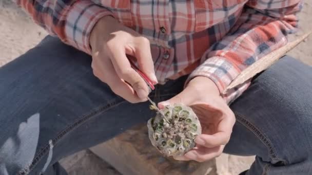 Man cleaning and cutting peyote — Stock Video