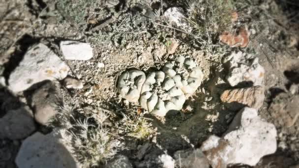 Peyote (Lophophora williamsii) — Stock video