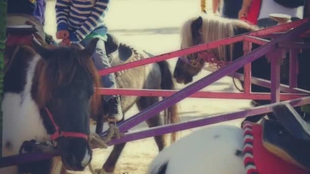 Echte pony's in carrousel — Stockvideo