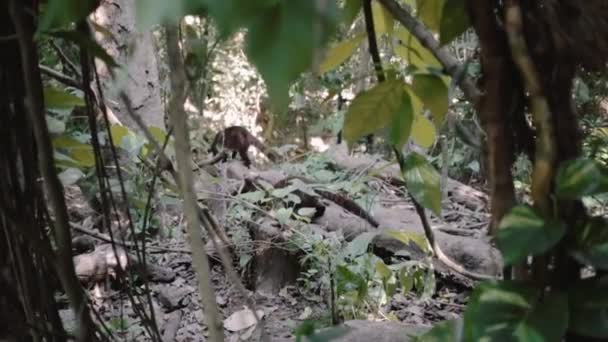 Грызуны в дикой природе в поисках пищи — стоковое видео