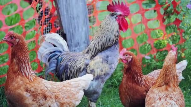 Coq et poules sur herbe — Video