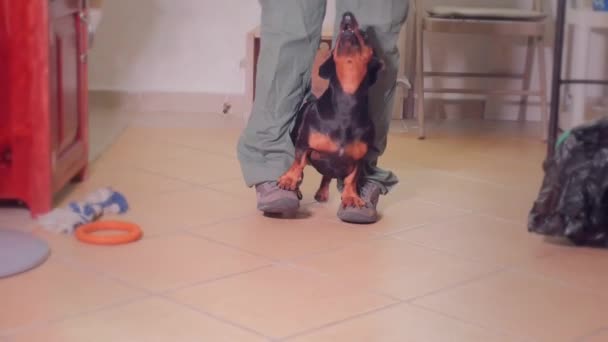 Μαύρο είδος γερμανικού κυνηγετικού σκύλου με τον εκπαιδευτή της — Αρχείο Βίντεο