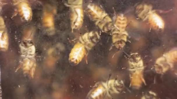 Las abejas en la colmena de abajo — Vídeo de stock