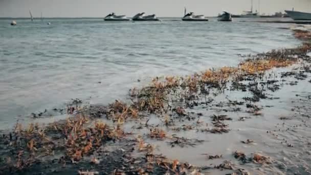 Хвилі на березі штовхають морські водорості — стокове відео