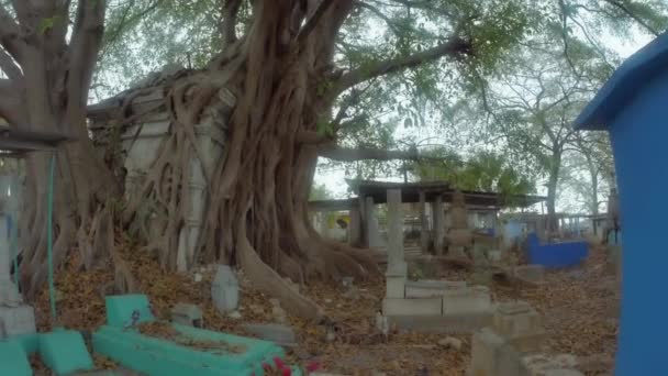 Arbre géant écraser une structure en béton — Video