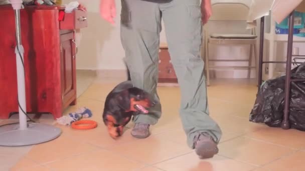 Onu antrenman ör ile siyah dachshund — Stok video