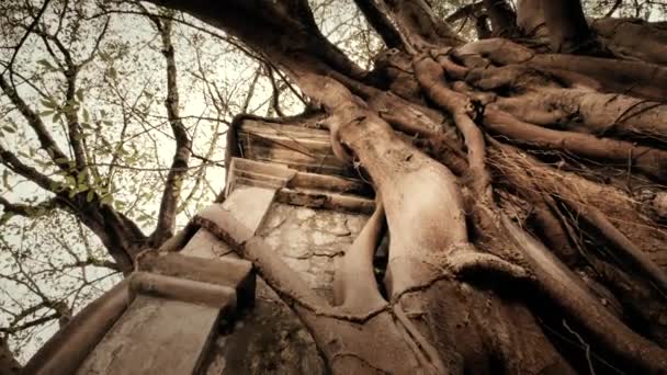 Árbol gigante aplastar una estructura de hormigón — Vídeo de stock