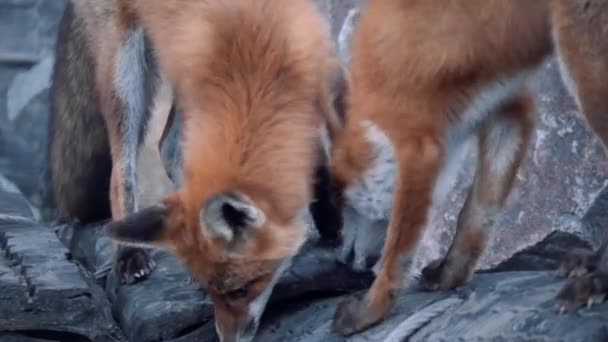 Foxes searching for food — Stock Video