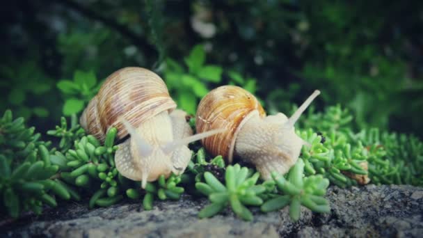 Slakken in groene tuin — Stockvideo