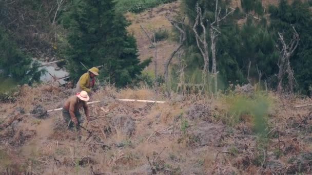 Boeren schoon land met machetes — Stockvideo