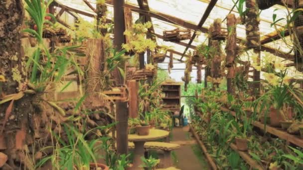 Växthusgaser med hyllor fulla av orkidéer — Stockvideo