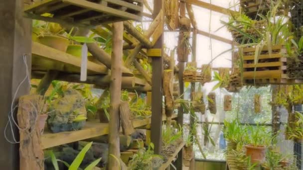 Broeikasgassen met planken vol met orchideeën — Stockvideo