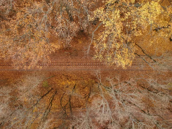 Widok Lotu Ptaka Dronem Kolejowym Jesiennym Lesie — Zdjęcie stockowe