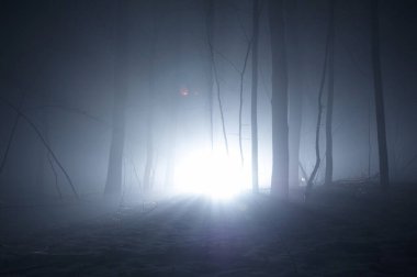 Sis içinde ağaçlar olan koyu mavi ürkütücü bir orman.