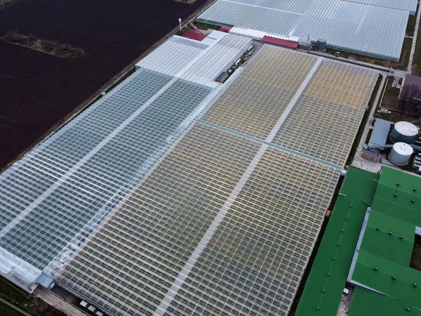 Greenhouses aerial view, drone view on industrial modern glasshouse. Green plantations shot through the transparent glass ceiling. no people.