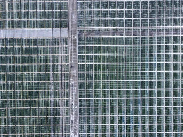 Greenhouses aerial view, drone view on industrial modern glasshouse. Green plantations shot through the transparent glass ceiling. no people.