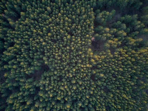 Foto Aérea Del Bosque Pinos Vista Pájaros Abetos Verdes Verano —  Fotos de Stock