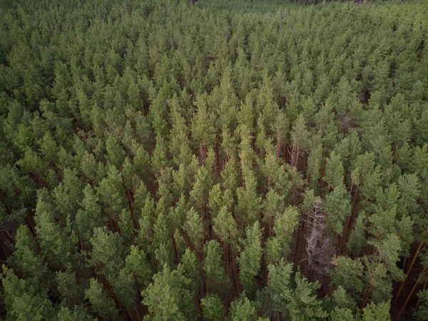 Luftaufnahme Von Kiefernwald Vogelperspektive Auf Grüne Fichten Sommer Bei Susnset — Stockfoto