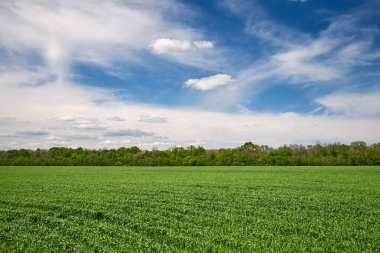Yeşil çayır ve mavi gökyüzü ormanlı, insan yok.