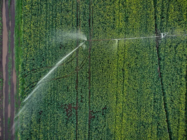 Sistema Irrigação Central Pivô Campo Colza Amarelo Vista Drone Aéreo — Fotografia de Stock