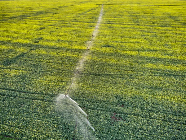 Sistema Irrigação Central Pivô Campo Colza Amarelo Vista Drone Aéreo — Fotografia de Stock