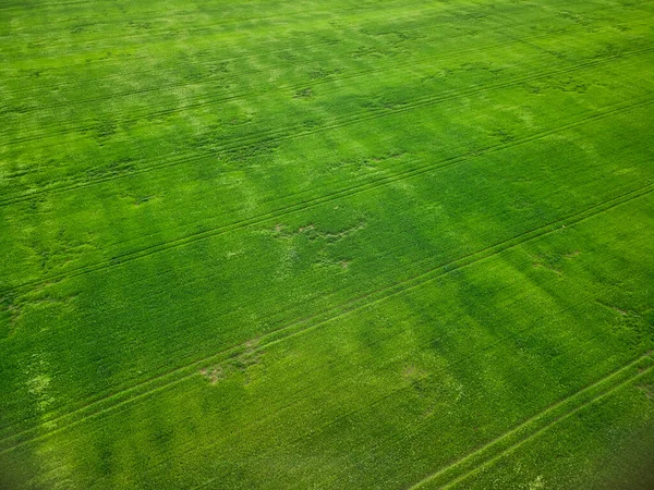 Campo Verde Início Primavera Visão Aérea Drone — Fotografia de Stock