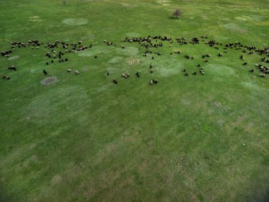Koyun sürüsünün hava manzarası. İnsansız hava aracından gelen hayvanlarla manzara. Yeşil çayır ve koyun sürüsü. güneşli bir gün