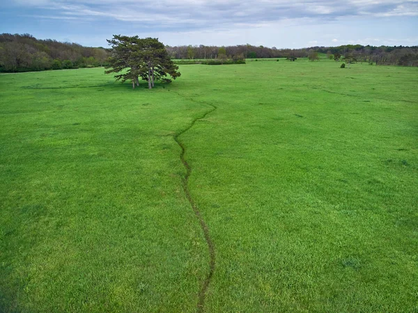 Nadelbäume Auf Einer Grünen Wiese Park Horizont Wald Und Blauer — Stockfoto