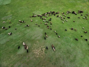 Koyun sürüsünün hava manzarası. İnsansız hava aracından gelen hayvanlarla manzara. Yeşil çayır ve koyun sürüsü. güneşli bir gün