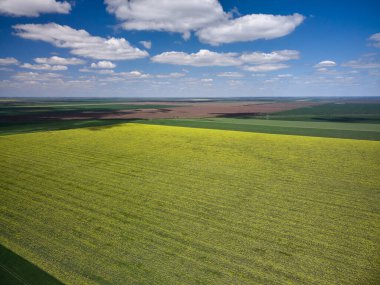Sarı tecavüz tarlalı havadan manzara, ilkbahar..