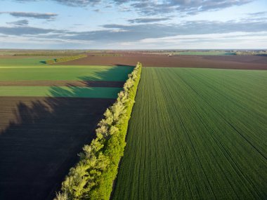 Yeşil tarımsal alanlara sahip hava aracı manzarası, ilkbahar.