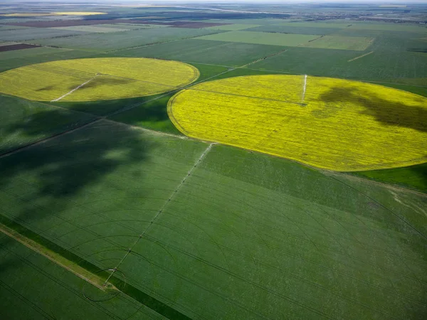 Center Pivot Irrigation System Yellow Rapeseed Field Aerial Drone View — Stock Photo, Image