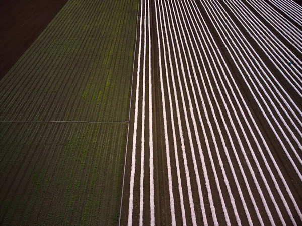 Campo Agricultura Coberto Com Visão Drone Aéreo Filme Plástico — Fotografia de Stock