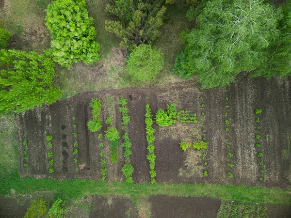 Πράσινο Λαχανόκηπος Ευρώπη Ουκρανία Κορυφή Drone View — Φωτογραφία Αρχείου