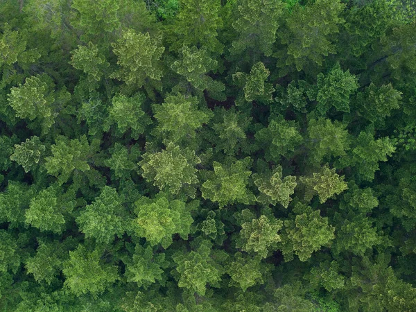 Textur Grüner Tannen Aus Der Luft — Stockfoto