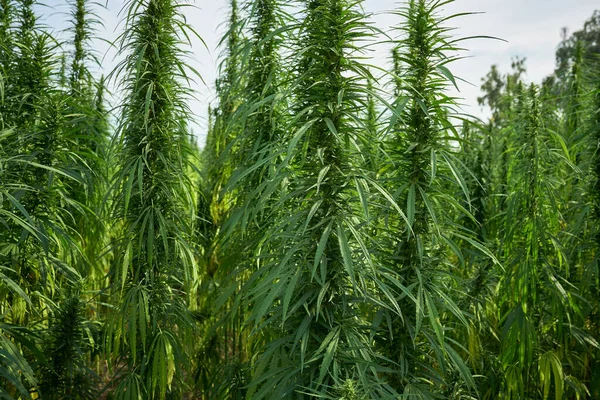 大麻使大麻植物与农场背景紧密相连 — 图库照片