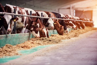 Çiftlikteki inekler. Çiftlikteki süt inekleri.