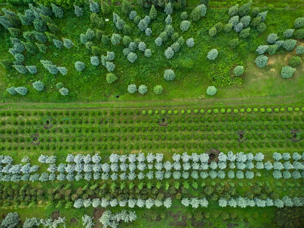 Peyzaj Için Bir Ağaç Çiftliğinin Havadan Görünüşü — Stok fotoğraf