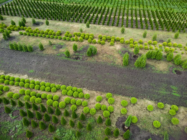 Luftaufnahme Einer Baumplantage Für Den Landschaftsbau — Stockfoto