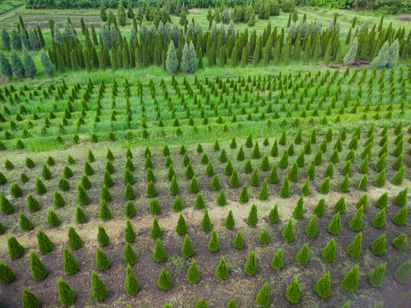 Vista Aérea Uma Plantação Árvore Para Paisagismo — Fotografia de Stock