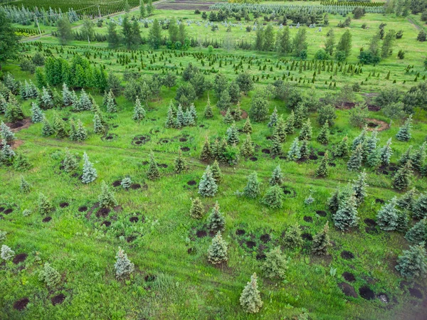 Αεροφωτογραφία Φυτείας Δένδρων Για Διαμόρφωση Τοπίου — Φωτογραφία Αρχείου