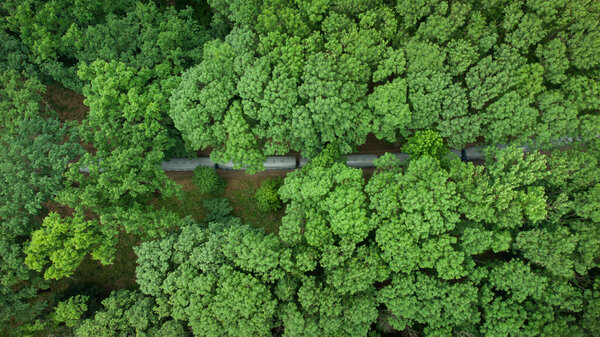 Top aerial view of a narrow gauge train moving through a beautiful summer forest.