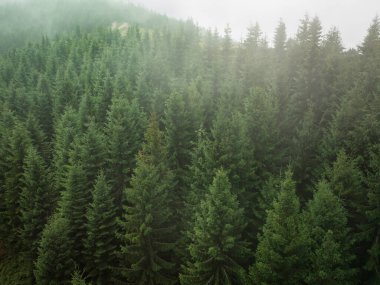 yeşil köknar ağacı dokusu yukarıdan aşağıya doğru görünüm