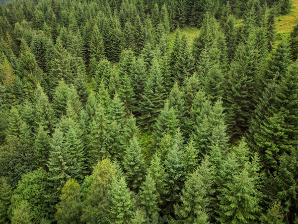 texture of green fir trees aerial top down view