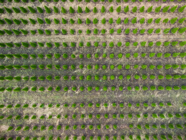 Vue Aérienne Une Plantation Arbres Pour Aménagement Paysager — Photo