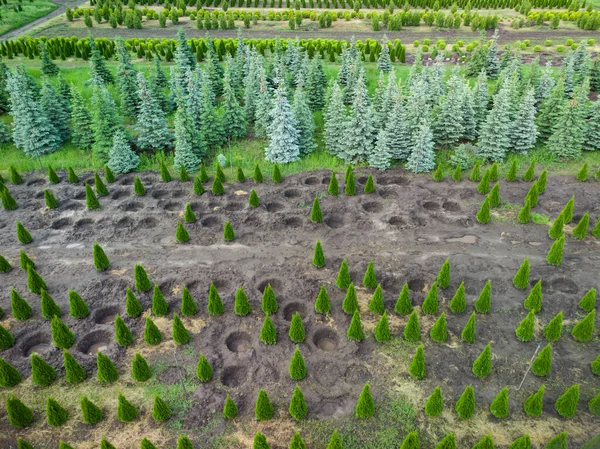 Luftaufnahme Einer Baumplantage Für Den Landschaftsbau — Stockfoto