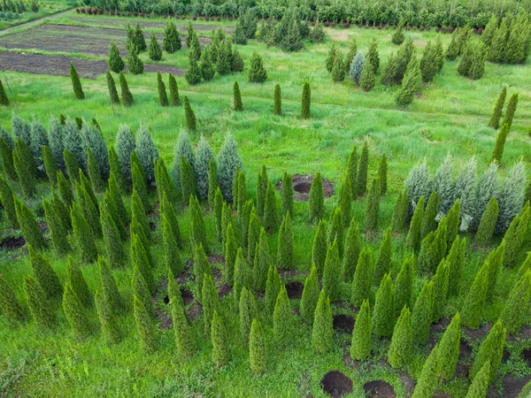 Luftaufnahme Einer Baumplantage Für Den Landschaftsbau — Stockfoto