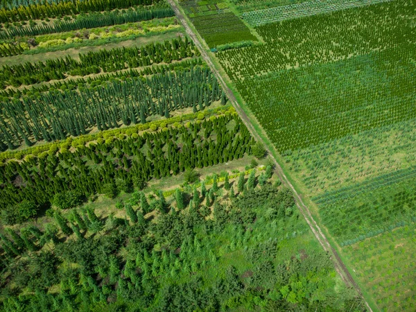 Widok Lotu Ptaka Plantacji Drzew Potrzeby Krajobrazu — Zdjęcie stockowe