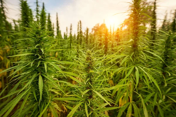 在日落时 大麻会在农场背景中留下大麻植物 — 图库照片