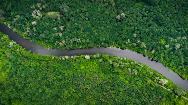 Nehrin üzerindeki yeşil ormandaki hava manzarası. İHA fotoğrafı